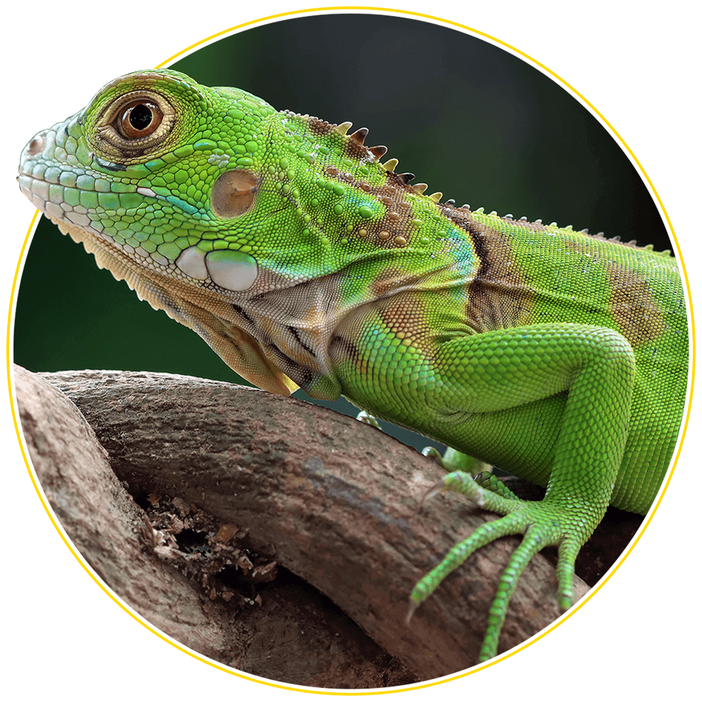 image_04_home_03 https://somyaaakshat.com/wp-content/uploads/2022/03/image_04_home_03.png