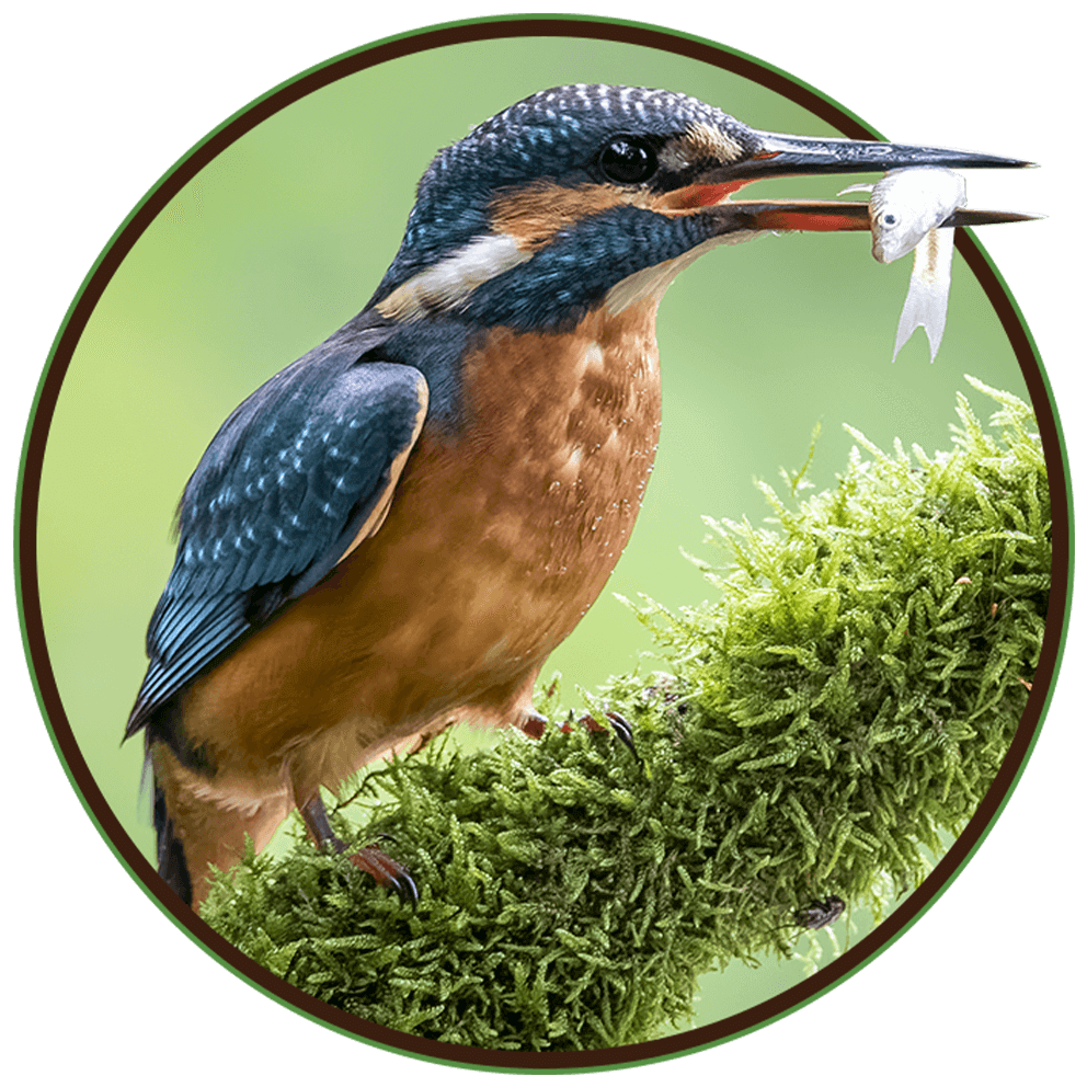 image_05_home_03 https://somyaaakshat.com/wp-content/uploads/2022/03/image_05_home_03.png
